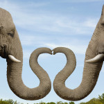 Elephants Making Heart Shape with Trunks