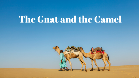 The Gnat and the Camel | Tony Agnesi