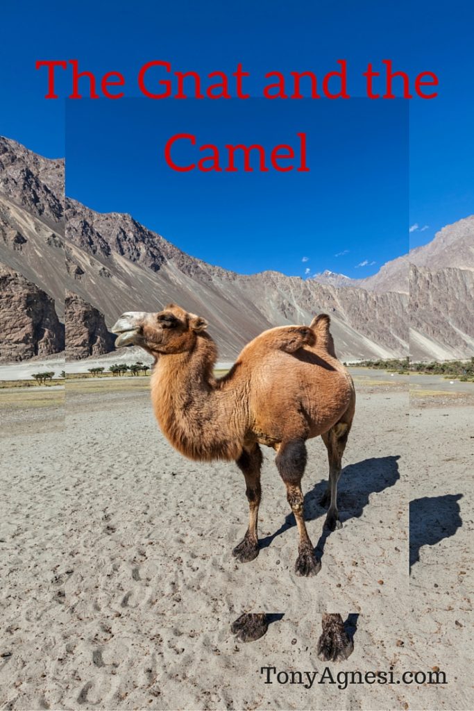 The Gnat and the Camel