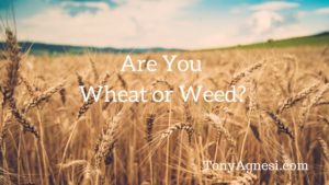 Are You Wheat or Weed?